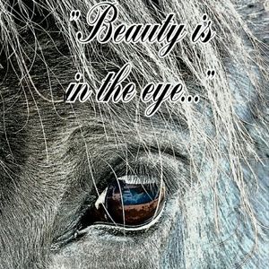 MY EQUINE BUDDIES ❤